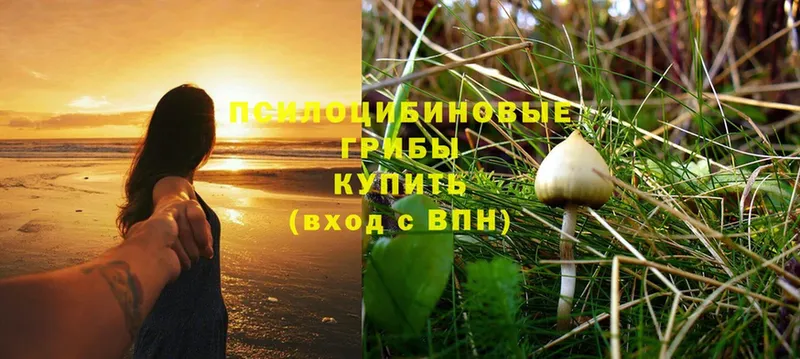 где купить наркотик  Верхняя Пышма  Галлюциногенные грибы Magic Shrooms 